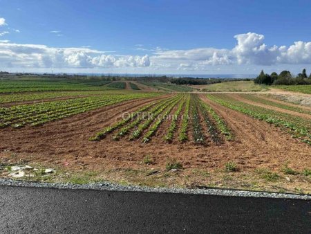 Field for sale in Anarita, Paphos - 2