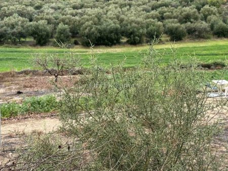 Field for sale in Nikokleia, Paphos - 2