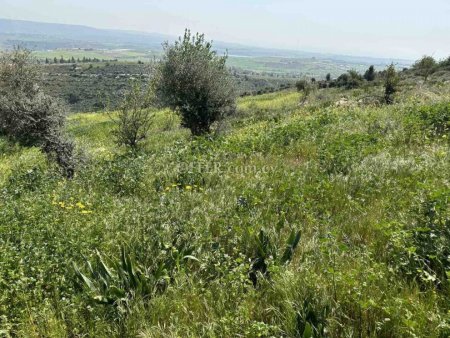 Agricultural Field for sale in Anarita, Paphos - 6