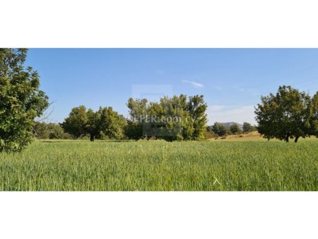 Field for Sale in Kornos Larnaka - 8