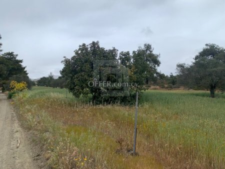Field for Sale in Kornos Larnaka - 7