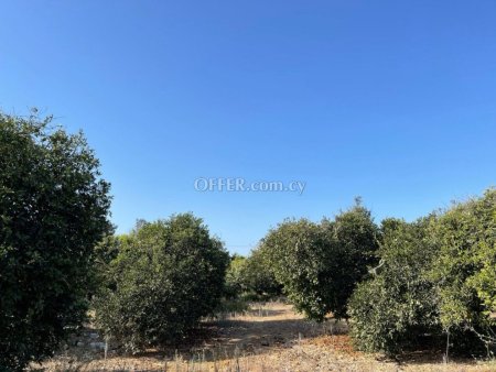 (Agricultural) in Trachoni, Limassol for Sale - 1