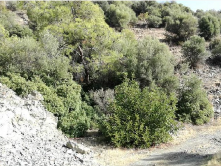 (Agricultural) in Finikaria, Limassol for Sale - 1