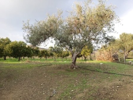 Field for sale in Moni, Limassol - 5