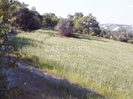 Agricultural land in the area of Aletriko, Larnaca.