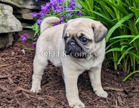 Fawn Pug Puppies - 2