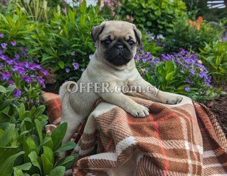 Fawn Pug Puppies - 1