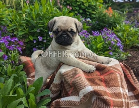 Fawn Pug Puppies - 3