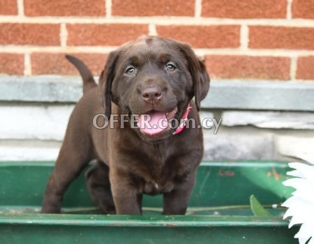Labrador Retriever Puppies - 2