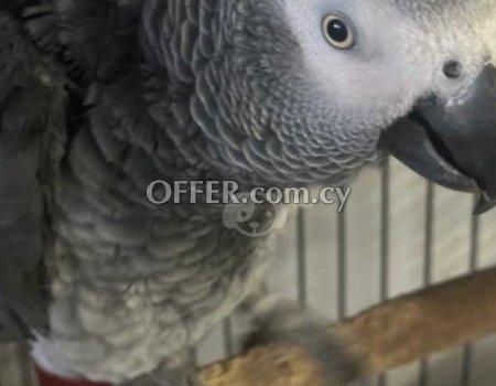 African Gray Parrots - 2