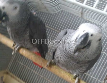 African Gray Parrots - 1