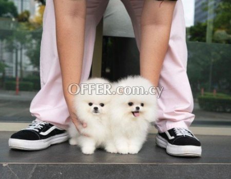 Lovely 12 weeks old Teacup Pomeranian Puppies for sale