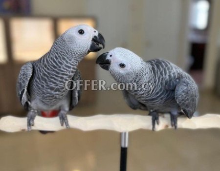Talking African Grey Parrots for sale