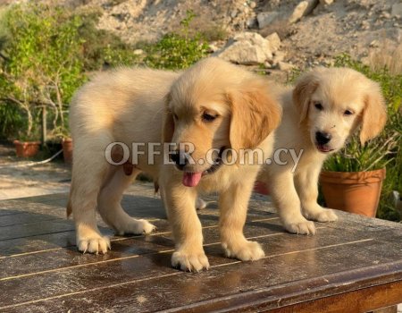 Golden Retriever Puppies fr sale