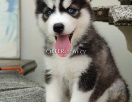 Siberian husky puppies available for Sale