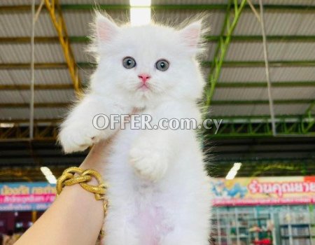 Persian kittens Available for Sale