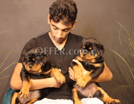 Rottweiler Puppies Available for sale
