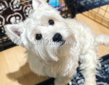 West Highland Terrier Puppies for sale