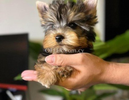 Yorkie Puppies for Sale