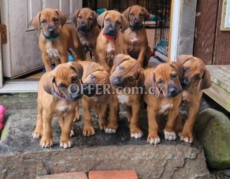 rhodesian ridgeback Puppies for sale