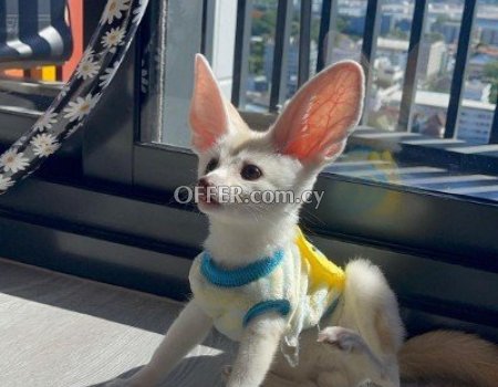Registered Fennec Foxes for sale