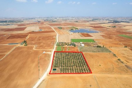 Agricultural field in Avgorou Famagusta - 5