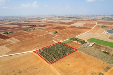 Agricultural field in Avgorou Famagusta - 4