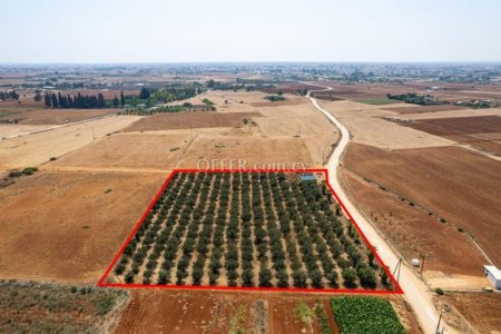 Agricultural field in Avgorou Famagusta - 3