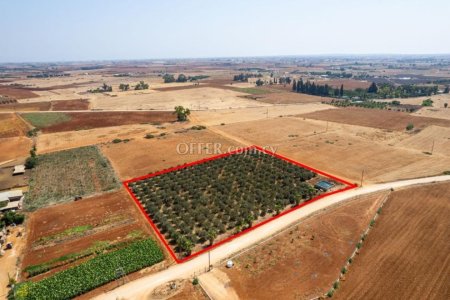 Agricultural field in Avgorou Famagusta - 2