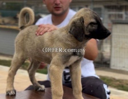 Kangal Dogs and Puppies