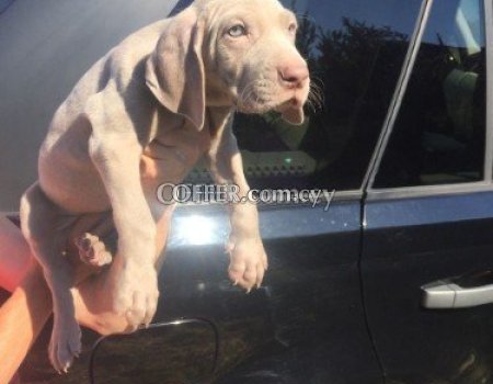 Weimaraner Puppies For Adoption To Any Caring Home