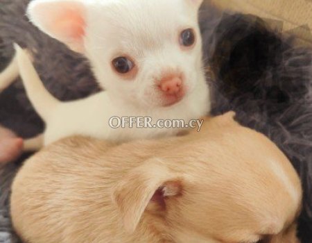 Chihuahua Κουτάβια - chihuahua puppies