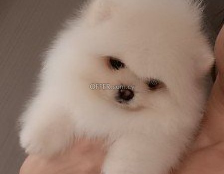 Male and female pomeranian- puppies - 4