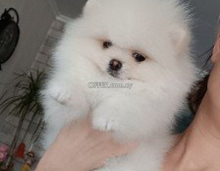 Male and female pomeranian- puppies