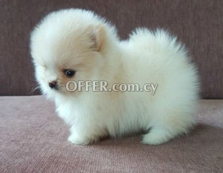 Male and female pomeranian- puppies - 3