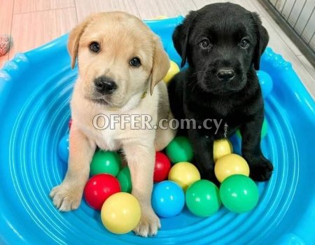Black and chocolate coloured labrador puppies - 1