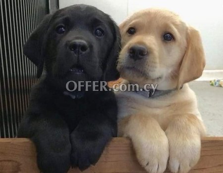 Black and chocolate coloured labrador puppies - 2