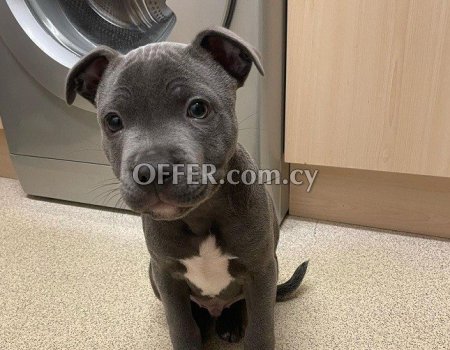 Blue Staffordshire Bull Terrier Puppies - 1