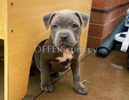 Blue Staffordshire Bull Terrier Puppies - 5