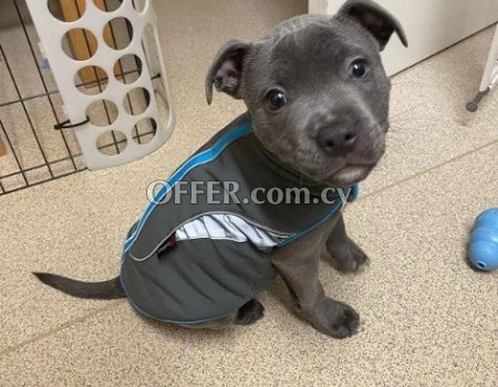 Blue Staffordshire Bull Terrier Puppies - 7