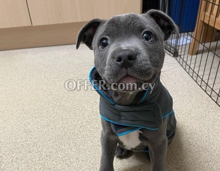 Blue Staffordshire Bull Terrier Puppies - 8