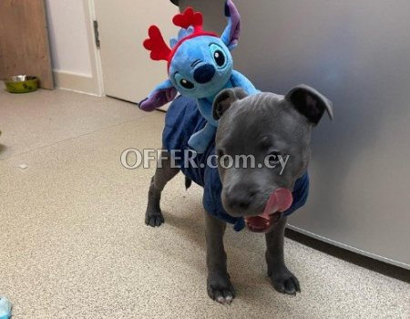 Blue Staffordshire Bull Terrier Puppies - 6