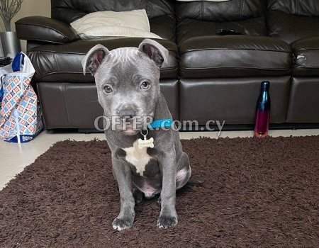 Blue Staffordshire Bull Terrier Puppies - 9