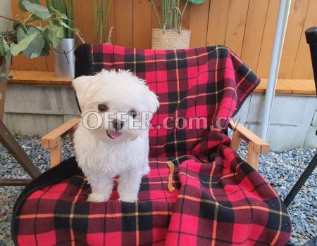 5 Generation Maltese Puppies Ready to Leave - 8