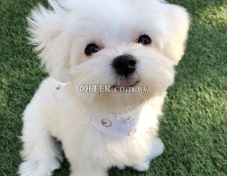 5 Generation Maltese Puppies Ready to Leave - 2