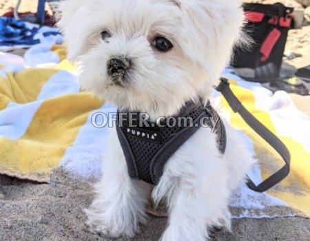 5 Generation Maltese Puppies Ready to Leave - 4