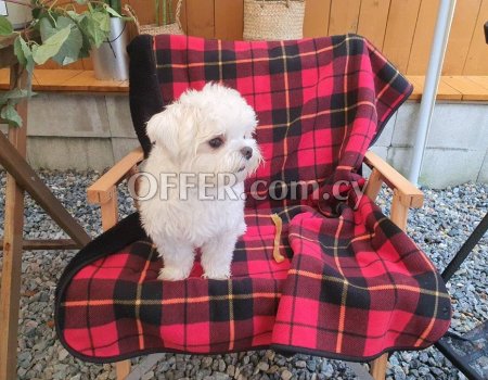 5 Generation Maltese Puppies Ready to Leave - 9