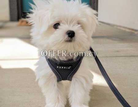 5 Generation Maltese Puppies Ready to Leave - 7