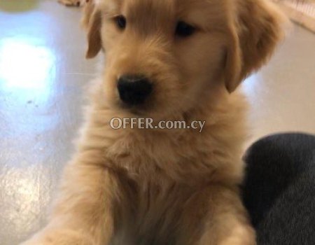 Male and Female Golden Retriever Puppies - 6