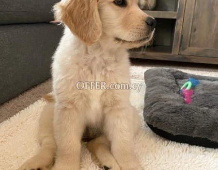 Male and Female Golden Retriever Puppies - 8